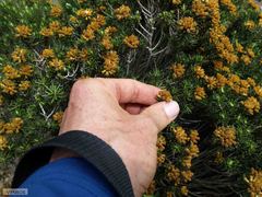 Helichrysum tenuifolium