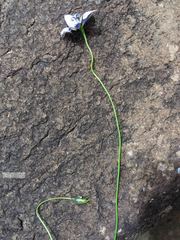 Wahlenbergia cuspidata