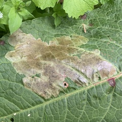 Pegomya bicolor