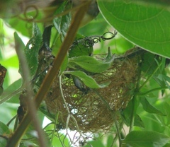 Sporophila caerulescens