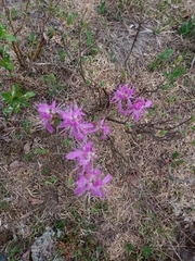 Rhododendron canadense