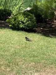 Sturnus vulgaris