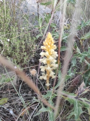 Orobanche amethystea