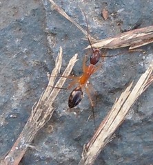 Camponotus