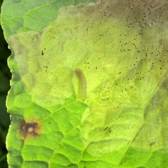 Pegomya bicolor