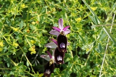 Ophrys bertolonii bertolonii