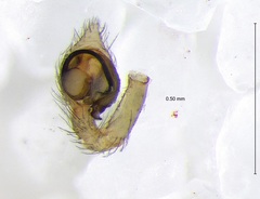 Emblyna decaprini