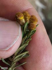 Helichrysum tenuifolium