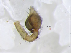 Emblyna decaprini