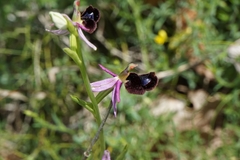 Ophrys bertolonii bertolonii