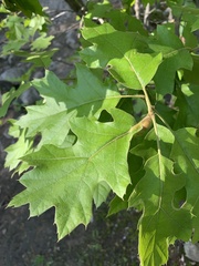 Melikaiella tumifica