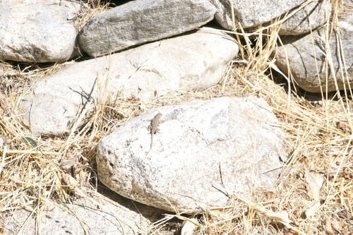 iNaturalist observation photo of Western Fence Lizard