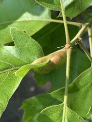 Melikaiella tumifica