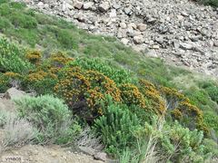 Helichrysum tenuifolium