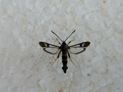 Synanthedon flaviventris