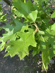 Melikaiella tumifica