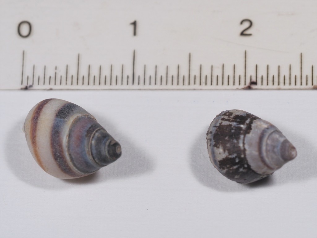 Riffle Elimia