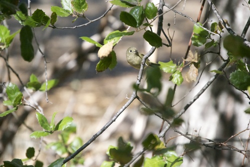 iNaturalist observation photo of Ruby-crowned Kinglet