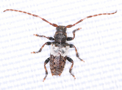 Pogonocherus hispidulus