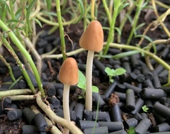 Fungi