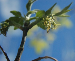 Acer negundo mexicanum