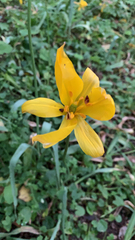 Tulipa sylvestris
