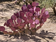 Opuntia santa-rita