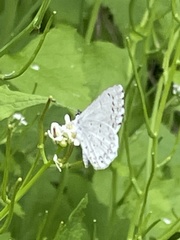 Celastrina serotina