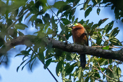 Selenidera maculirostris