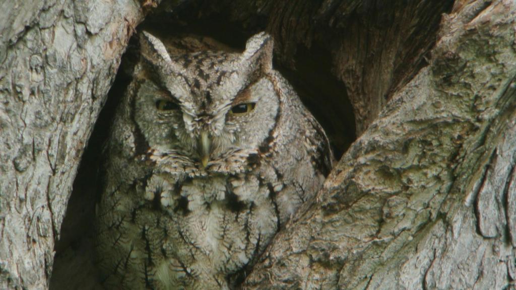 Eastern Screech-Owl (McCall's)