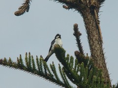Sporophila lineola