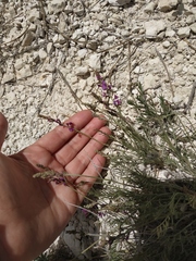 Astragalus tenuifolius