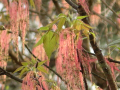 Acer negundo mexicanum