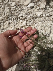 Astragalus tenuifolius