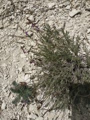 Astragalus tenuifolius