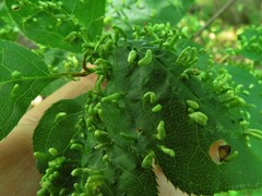 Eriophyes emarginatae