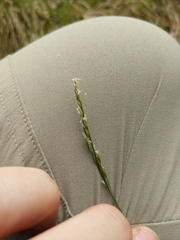 Piptatheropsis pungens