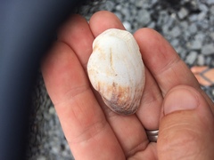 Barbatia novaezealandiae