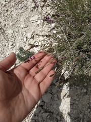 Astragalus tenuifolius
