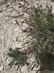 Astragalus tenuifolius