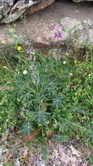 Lupinus hispanicus