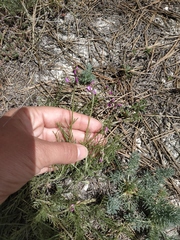 Astragalus tenuifolius