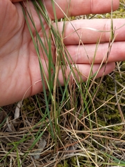 Piptatheropsis pungens