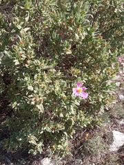 Cistus albidus