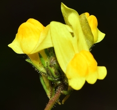 Linaria salzmannii