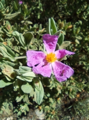 Cistus albidus