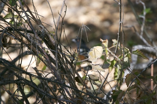 iNaturalist observation photo of Spotted Towhee