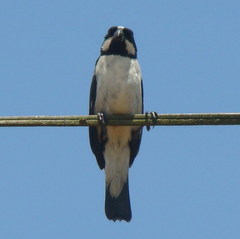 Sporophila lineola