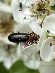 Pedilus lugubris