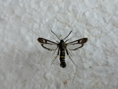 Synanthedon flaviventris